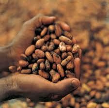 cocoa beans cocoa beans