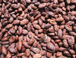 Quality Dry Cocoa Beans