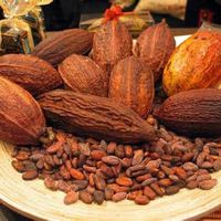 cocoa beans