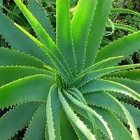 Aloe Vera Plantation Services
