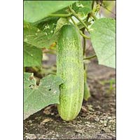 Vegetable Seeds of Cucumber Komal