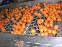 Fruit Grading Machine