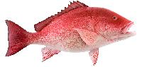 snapper