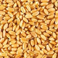 Wheat Lok1