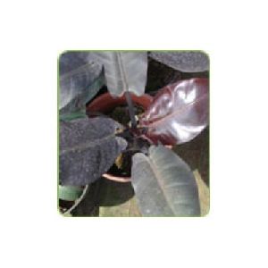 philodendrons plants