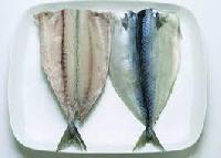 frozen mackerel