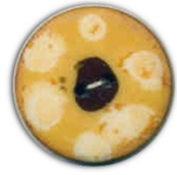 Designer Sewing Buttons - Dsb 36