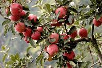 Himachal Apple