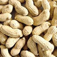 Bold Peanut in Shell Bold (18-22)