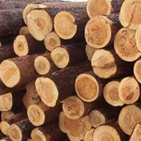 Radiata Pine Wood Logs