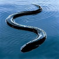 Eel Fish 12-36 Inches In Length, Weight : 0.5-2 Pounds