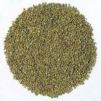 green millet