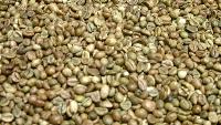robusta green coffee