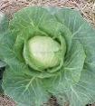 fresh cabbage fresh cabbage