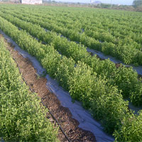 Agro Farming Services