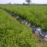 Stevia Cultivation