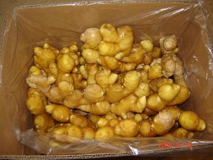 fresh ginger, Brand Name : dole, Packaging Type : shiny yellow