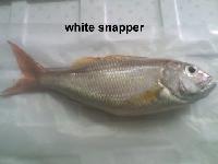 white snapper