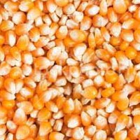 Corn / Maize Seeds