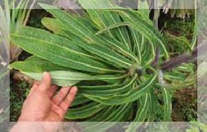 lobelia leaves