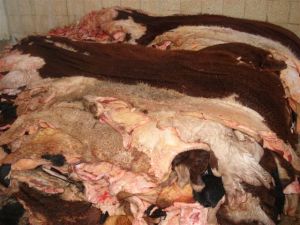 Salted Cattle Hides