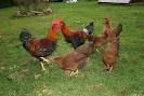 Roosters and Fertile Eggs