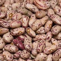 Rose Cocoa Beans