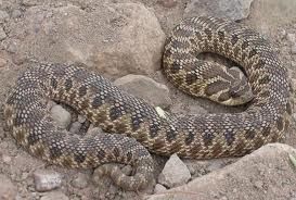 Hognose Snake