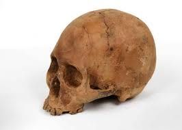 Human Skull