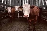 Live Cattle