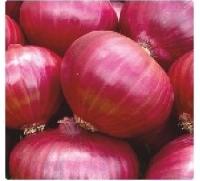 hybrid onion seeds