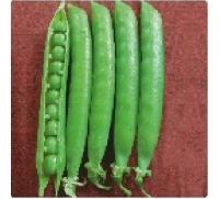 Hybrid Peas Seeds