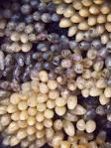Giant Achatina Achatina Snail Eggs Giant Achatina Achatina Snail Eggs