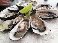 calcium carbonate oyster shell