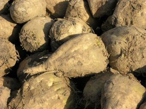 Sugar Beet