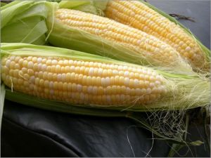 yellow corn