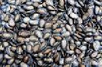 Watermelon Seeds, Pumkin Seeds