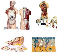 Anatomical Model