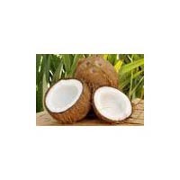 Fresh Coconut, Mature Coconut