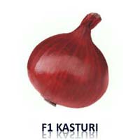 F1 Kasturi Onion Seed