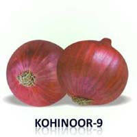 Kohinoor-9 Onion Seed