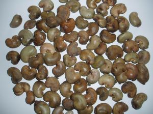 raw cashew nut