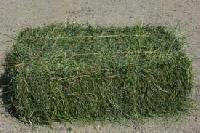 Alfalfa Hay for Animal Feed