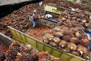 crude palm oil