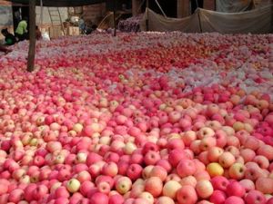 Red Star Apple, Fresh Fruit Red Star Apple, Fresh Fruit