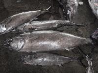 simplemente La oficina Cerebro Bigeye Tuna & Tuna Manufacturer | Wen Chi Seafood Co Ltd