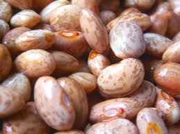 pinto beans