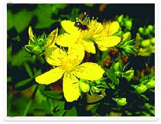 Hypericum Perforatum Plant Extract