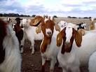Boer Goats
