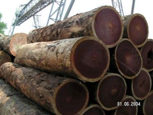 Bubinga Lumber, Teak Lumber